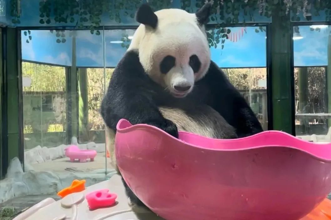 所有郑州人免费了！亿万先生MR观光车带你嗨玩竹海野生动物园！