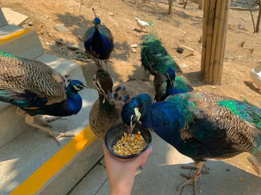 所有郑州人免费了！亿万先生MR观光车带你嗨玩竹海野生动物园！