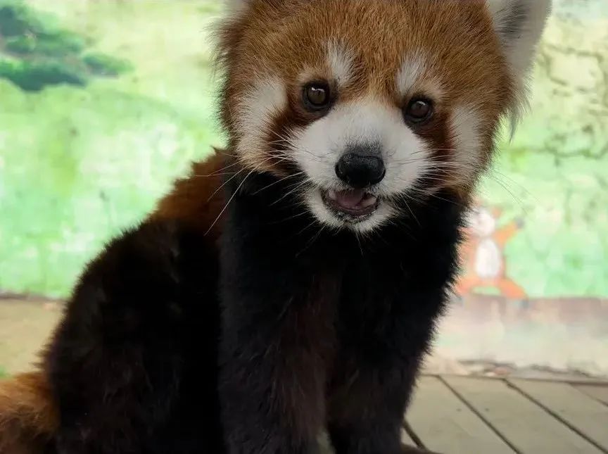 所有郑州人免费了！亿万先生MR观光车带你嗨玩竹海野生动物园！