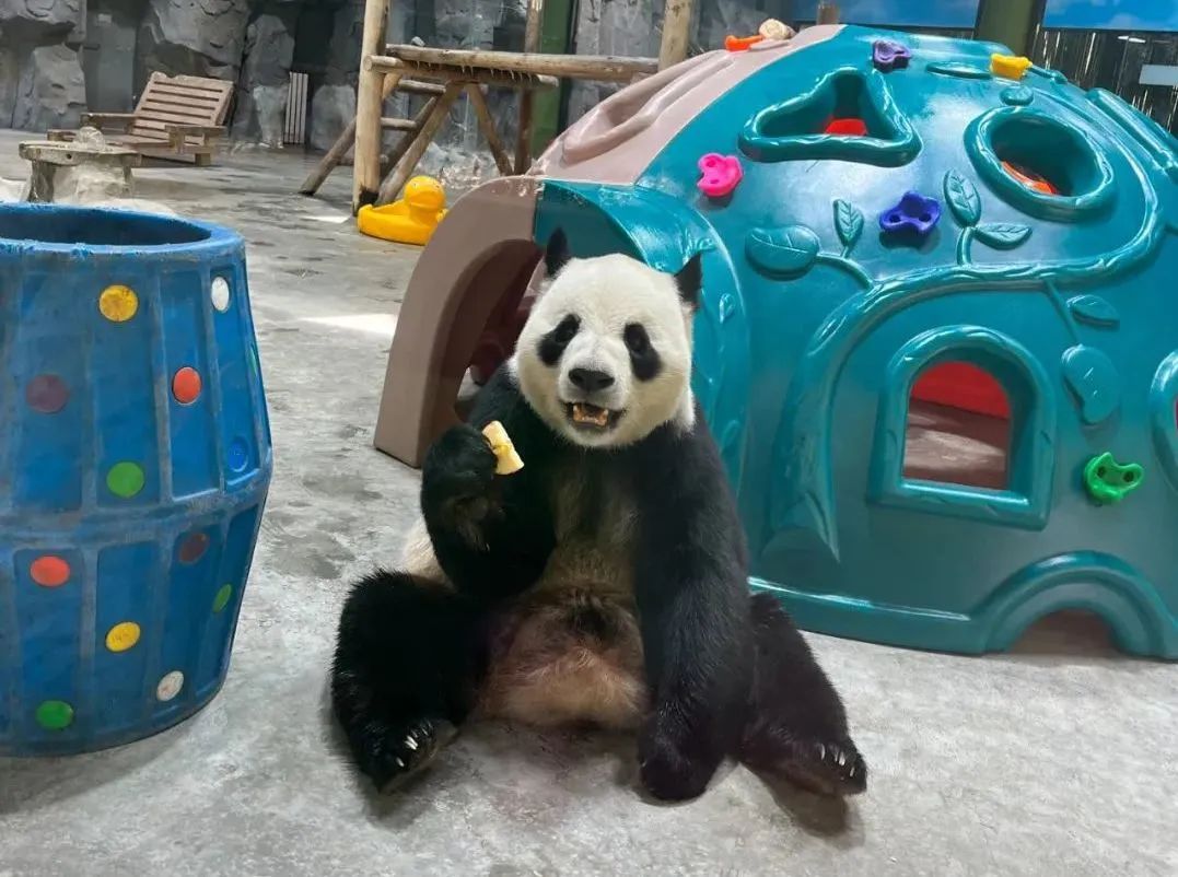 所有郑州人免费了！亿万先生MR观光车带你嗨玩竹海野生动物园！