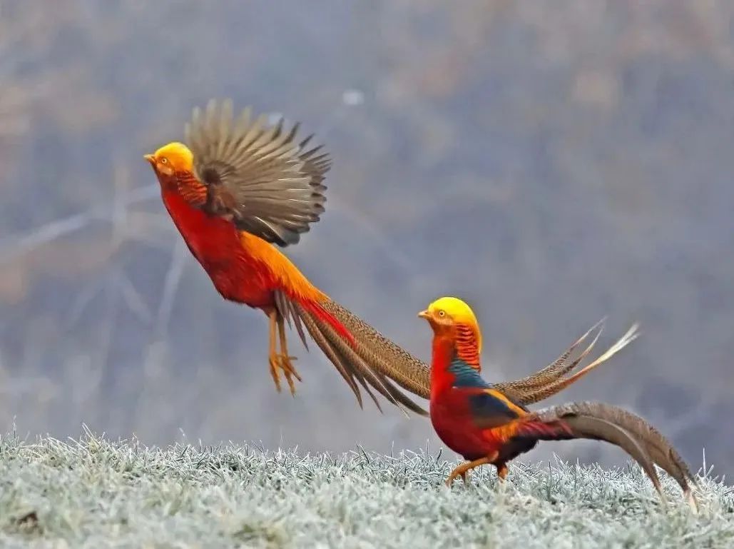 所有郑州人免费了！亿万先生MR观光车带你嗨玩竹海野生动物园！