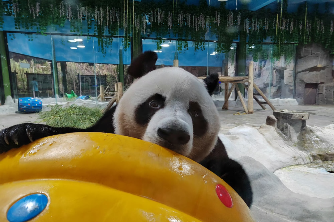 所有郑州人免费了！亿万先生MR观光车带你嗨玩竹海野生动物园！